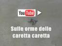 video caretta caretta