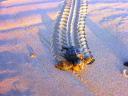 caretta caretta a Torresalsa