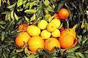 Arance e Limoni di Ribera