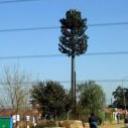 Antenne camuffate in albero