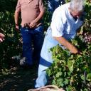 La prima Vendemmia Sul Mare Settesoli