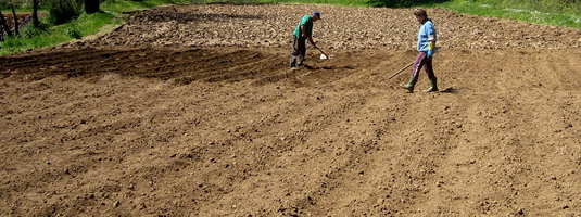 campo-di-patate.jpg