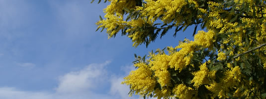 mimose.jpg